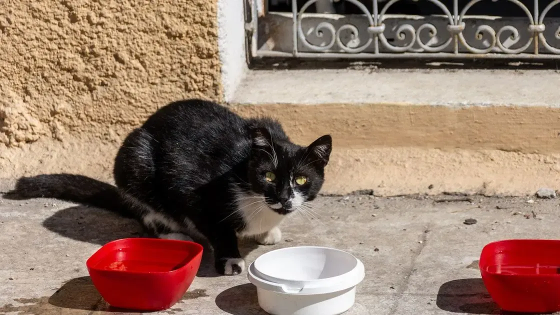 Torrfoder till katt i närbild