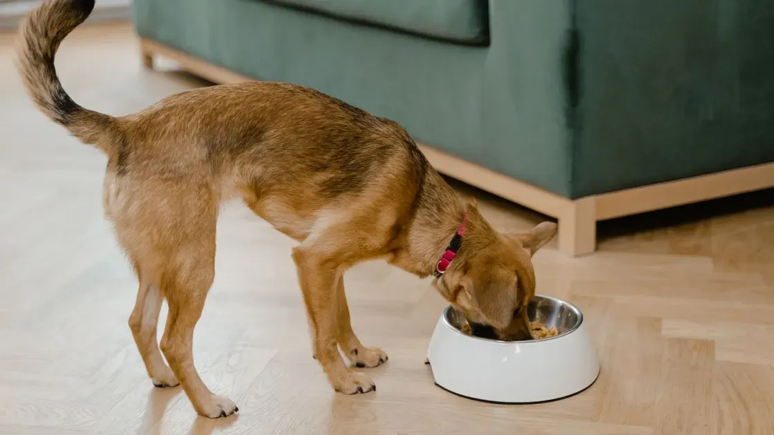 Närbild på färskt hundfoder