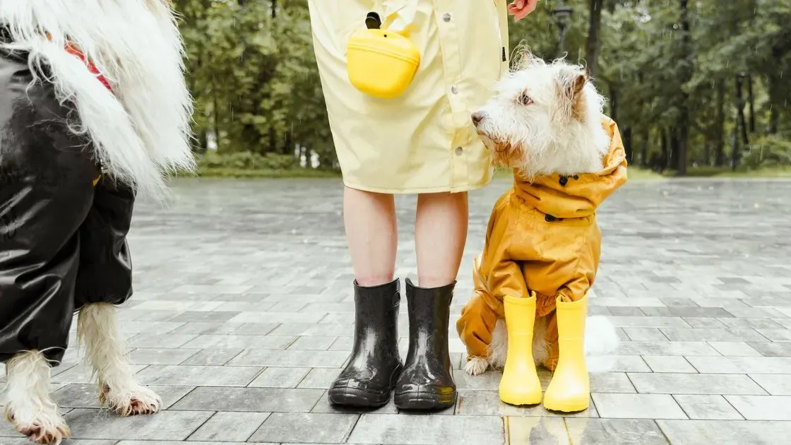 Regnjacka på hund i närbild