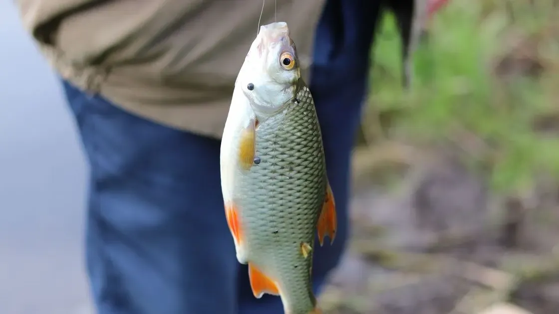 Fiskare väger fisk med fiskevåg