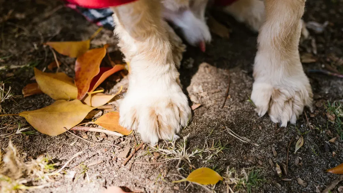 Hund promenerar ute på vintern