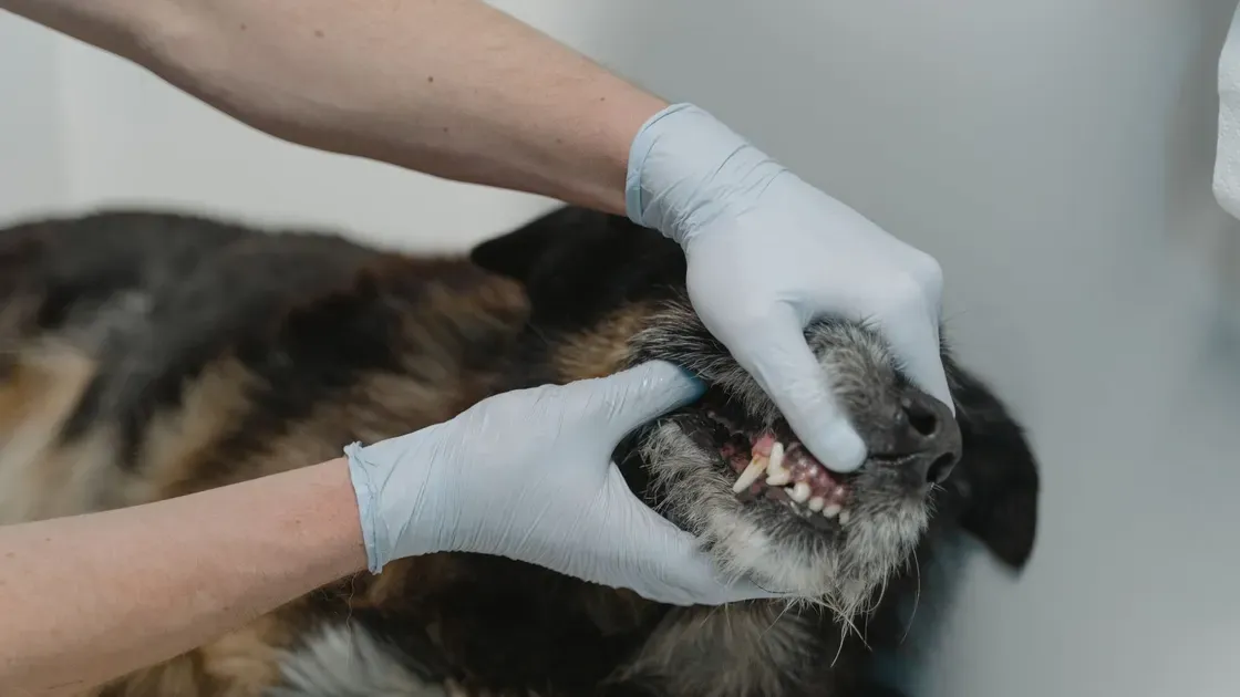 Ägare sköter hundens tandhygien