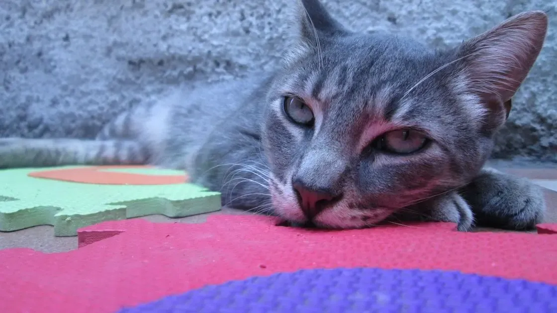 Katt som ligger på kylplatta