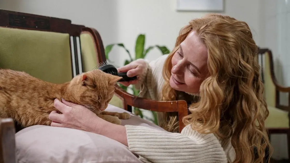 Person som borstar en katt