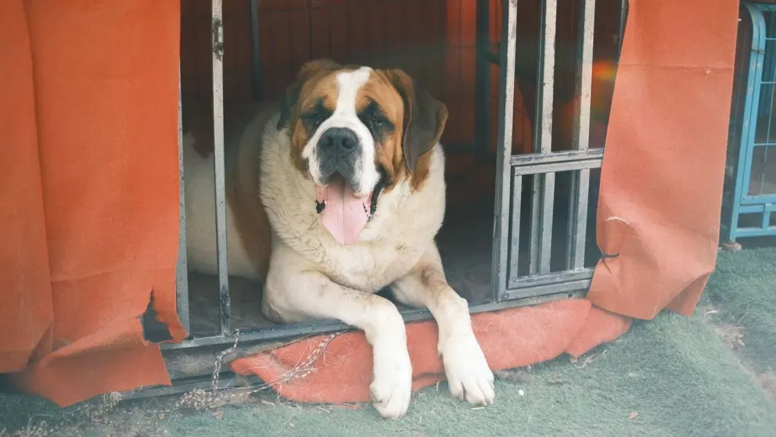 Stor hund som går genom hundlucka