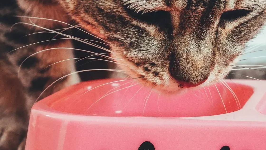 Katt äter i köket